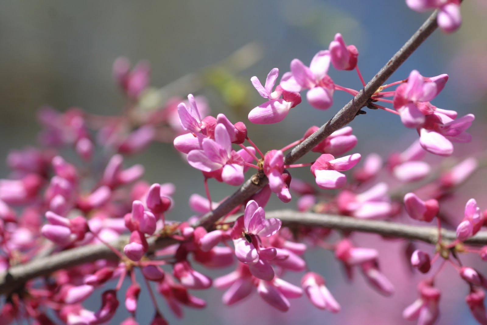 Flore Sauvage En Suisse Et Jardins Botaniques Syringa Vulgaris L