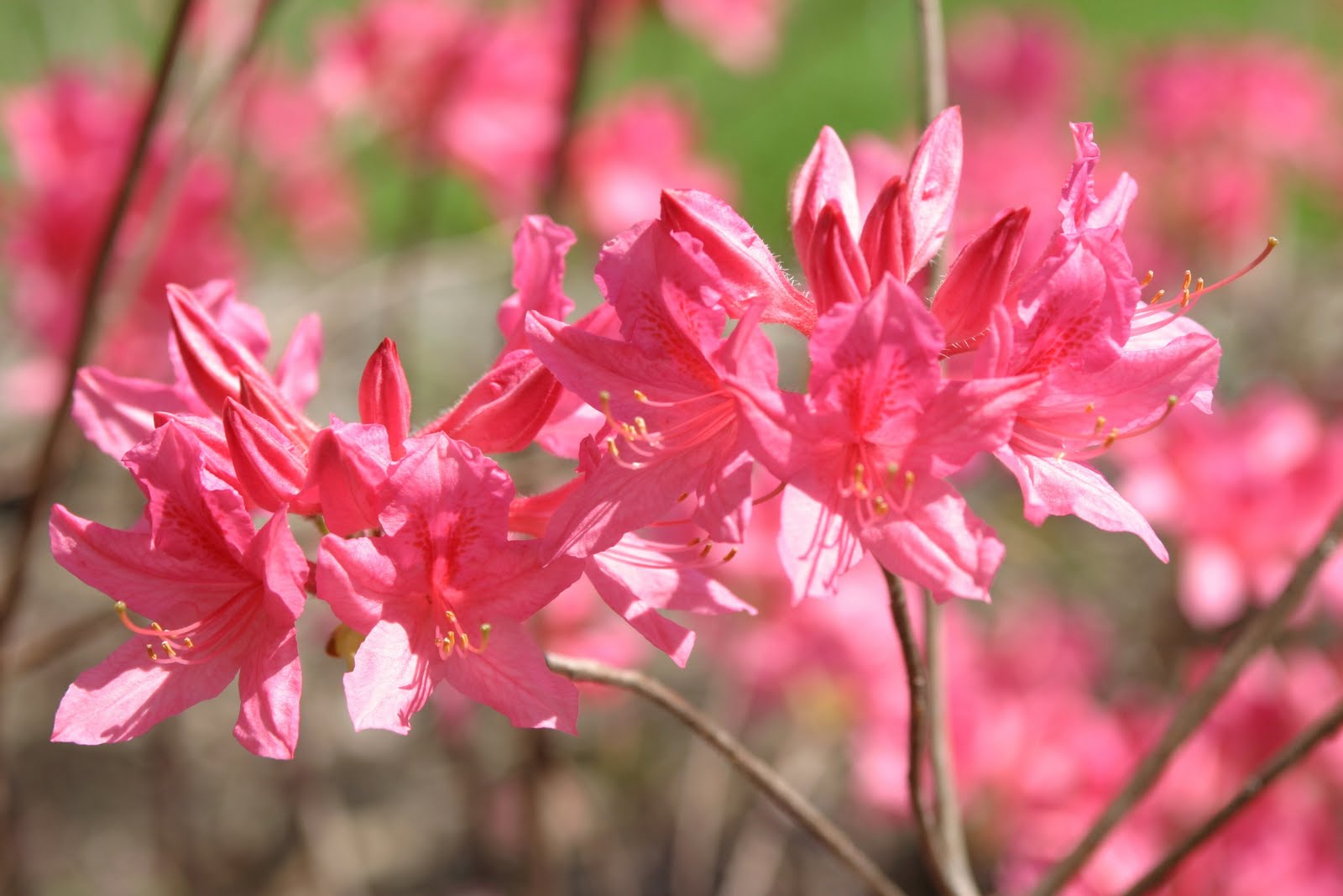 Types Of Daisies A Visual Compendium Ftd Com
