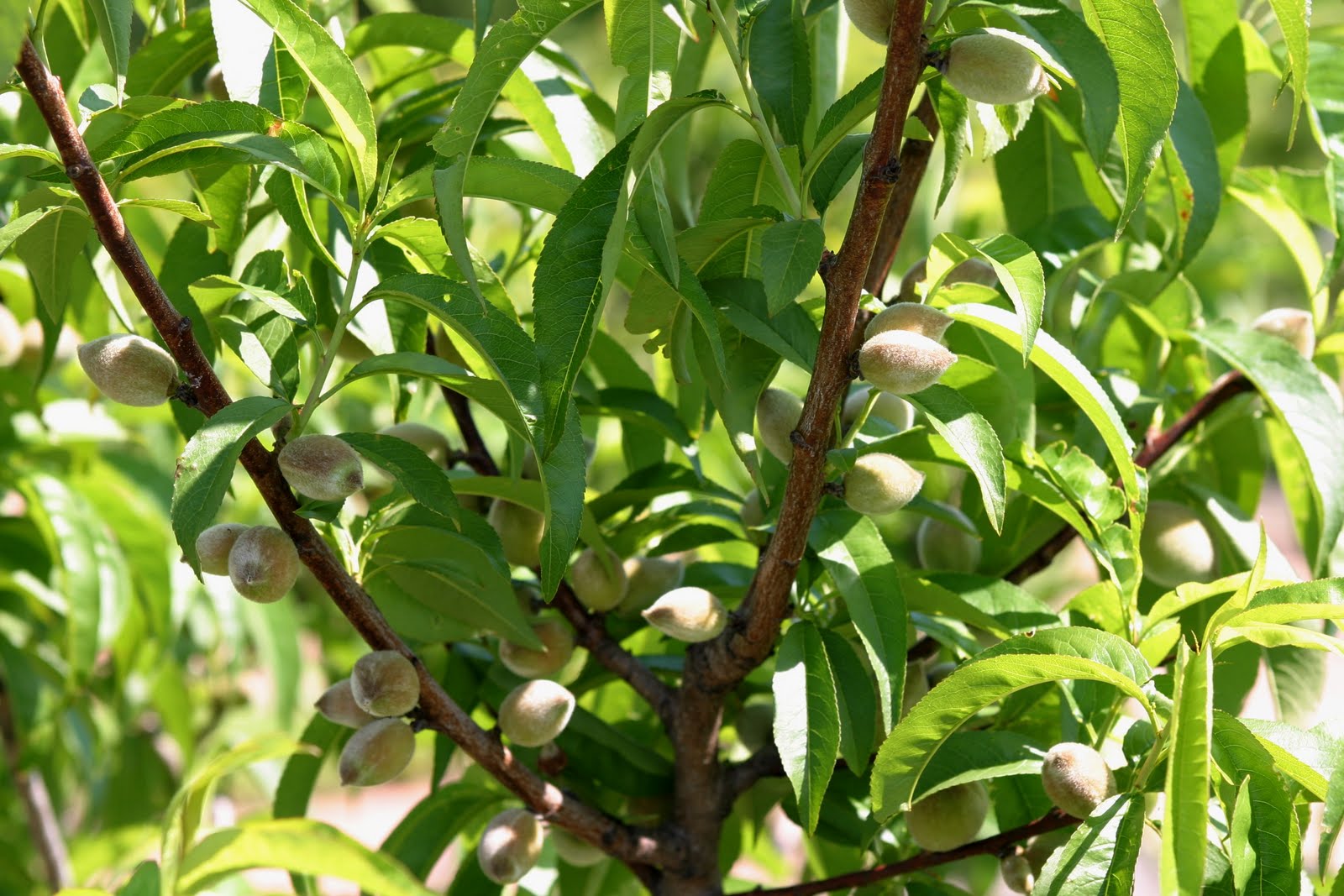 Powell Gardens' Blog May 2010