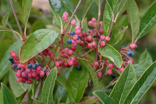 It is one of a few Viburnums