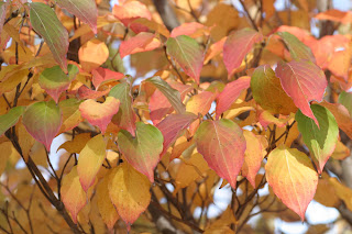 Kousa+dogwood+berries