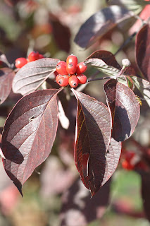 Dogwood+berries