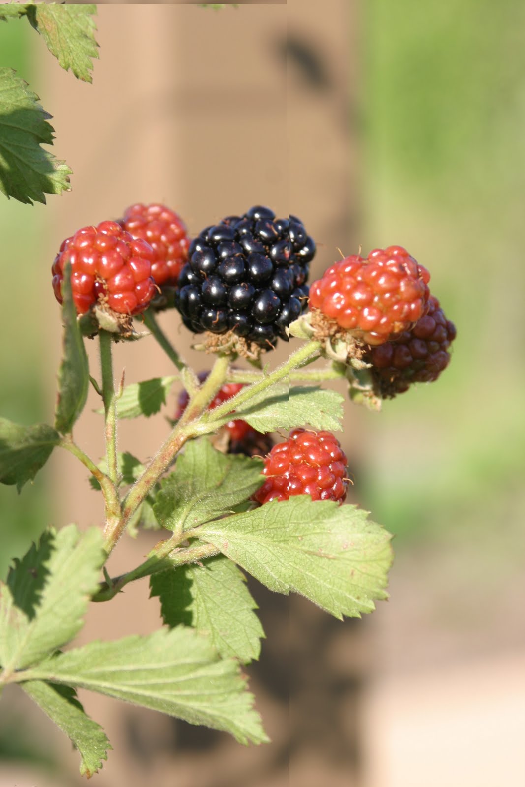 Powell Gardens' Blog Berrilicious Days in the Heartland Harvest Garden