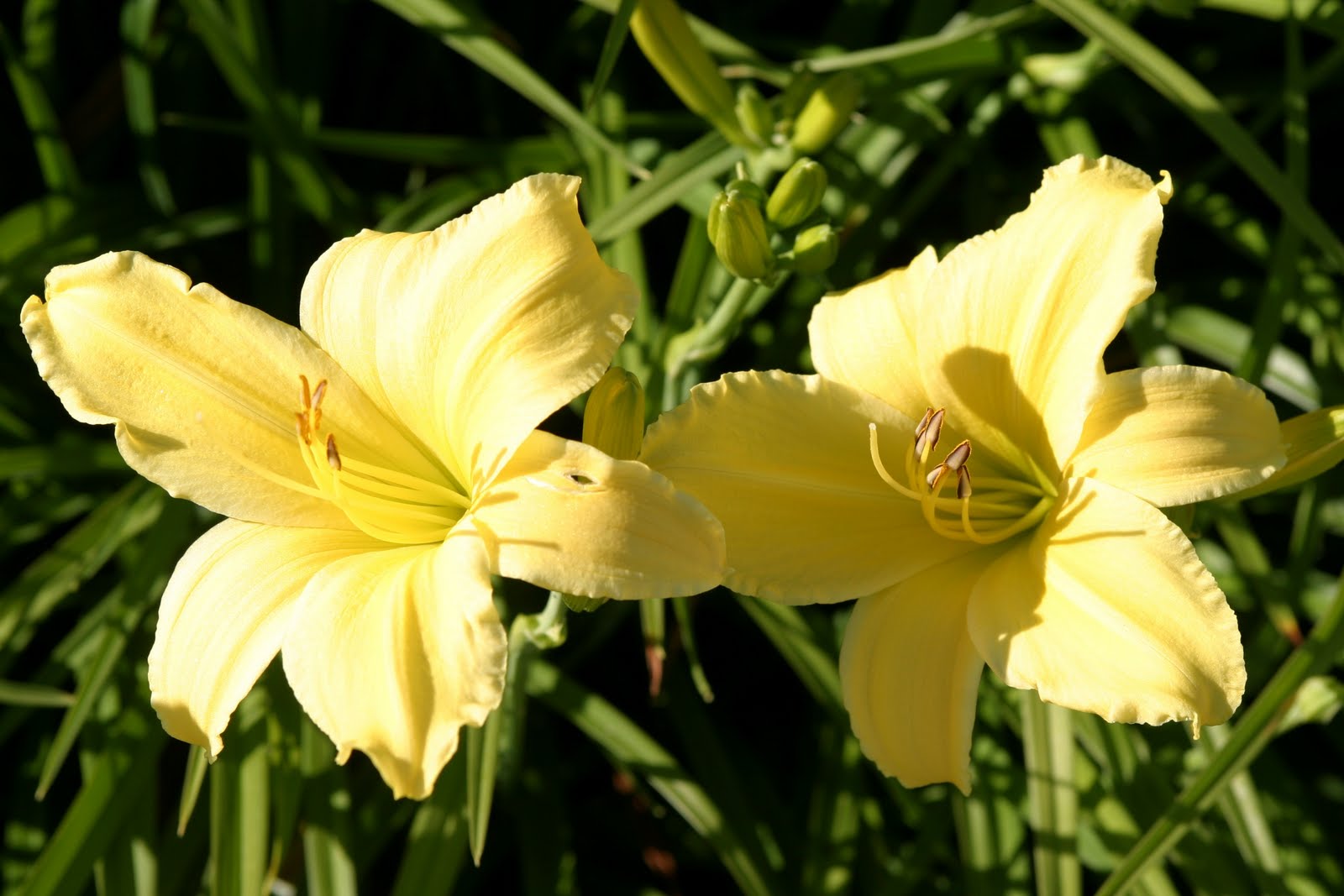 Daylily Yellow