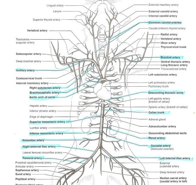 anatomyforme: Diagrams of Feline Arterial and Venous Systems