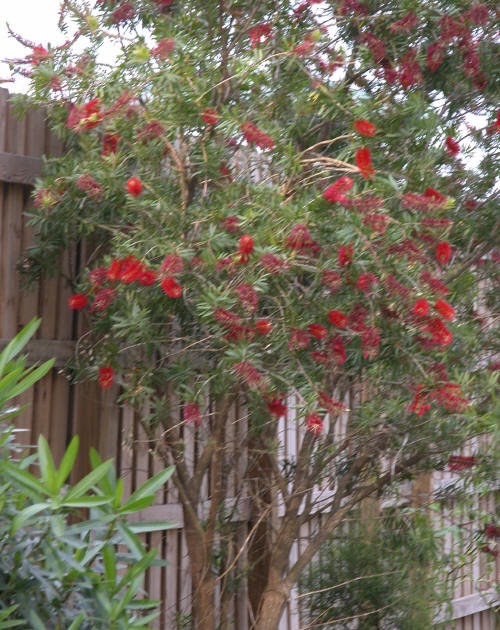 AustinPermie I'd love to get a Bottle Brush Tree