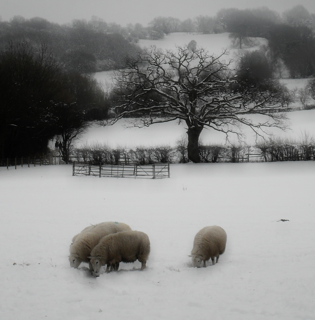 [snowy+sheep.jpg]