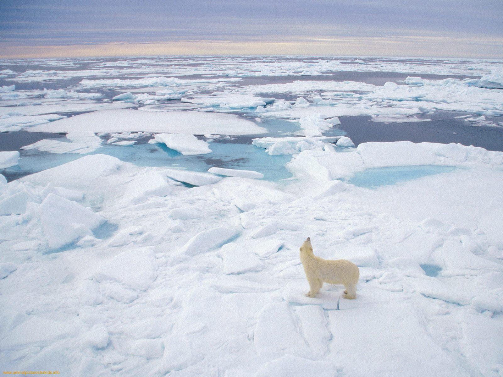 http://1.bp.blogspot.com/_O-sIn2Jn65M/TTyFYecm3RI/AAAAAAAAAWY/-OizXSDW-Io/s1600/Polar-Bear-Svalbard-Norway-1.jpeg