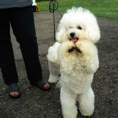 [Image: poodle-pictures.jpg]
