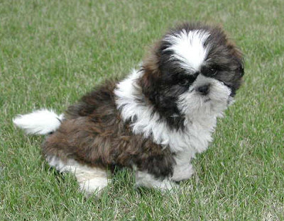 Shih+tzu+dog+pics