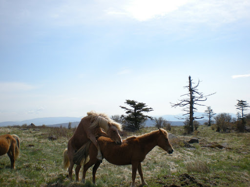 [Image: s320nuspics%20154.jpg]