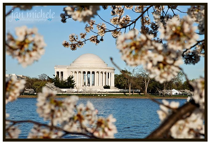 Washington DC Cherry Blossoms 2010
