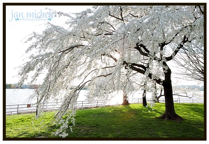 Washington DC Cherry Blossoms 2010