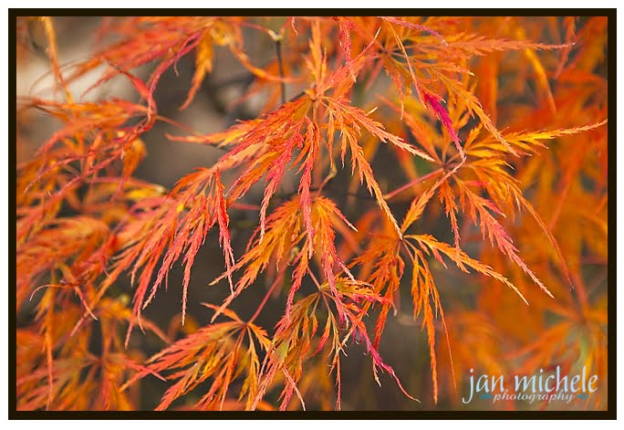 Old Westbury Gardens Long Island