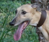 Southeastern Greyhound Adoption