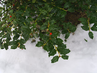 holly bush over snow