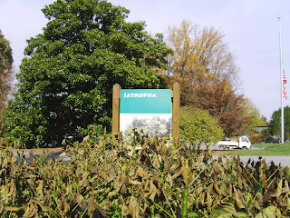 jatropha plant and sign