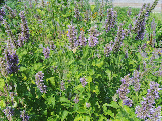 anise hyssop in bloom