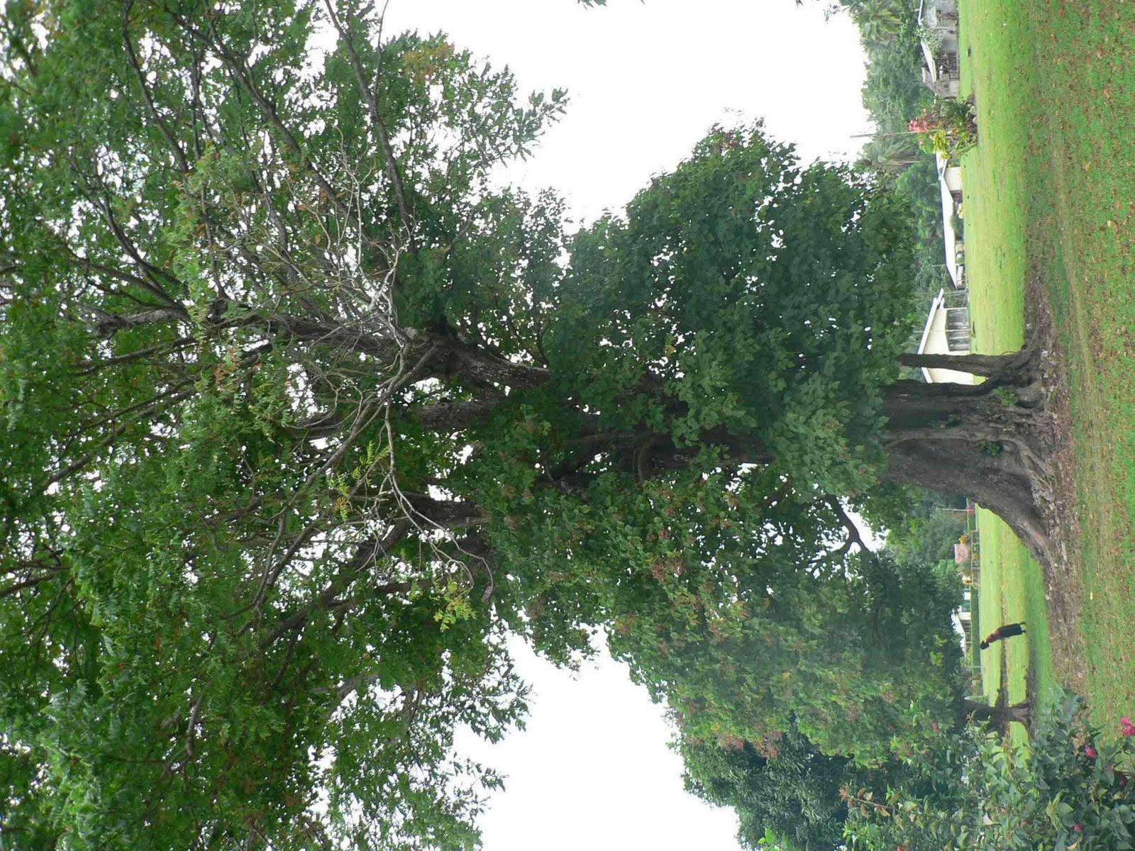 [tree-763006.jpg]