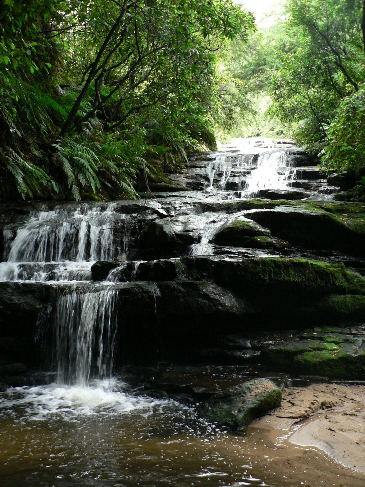 [leura3.jpg]
