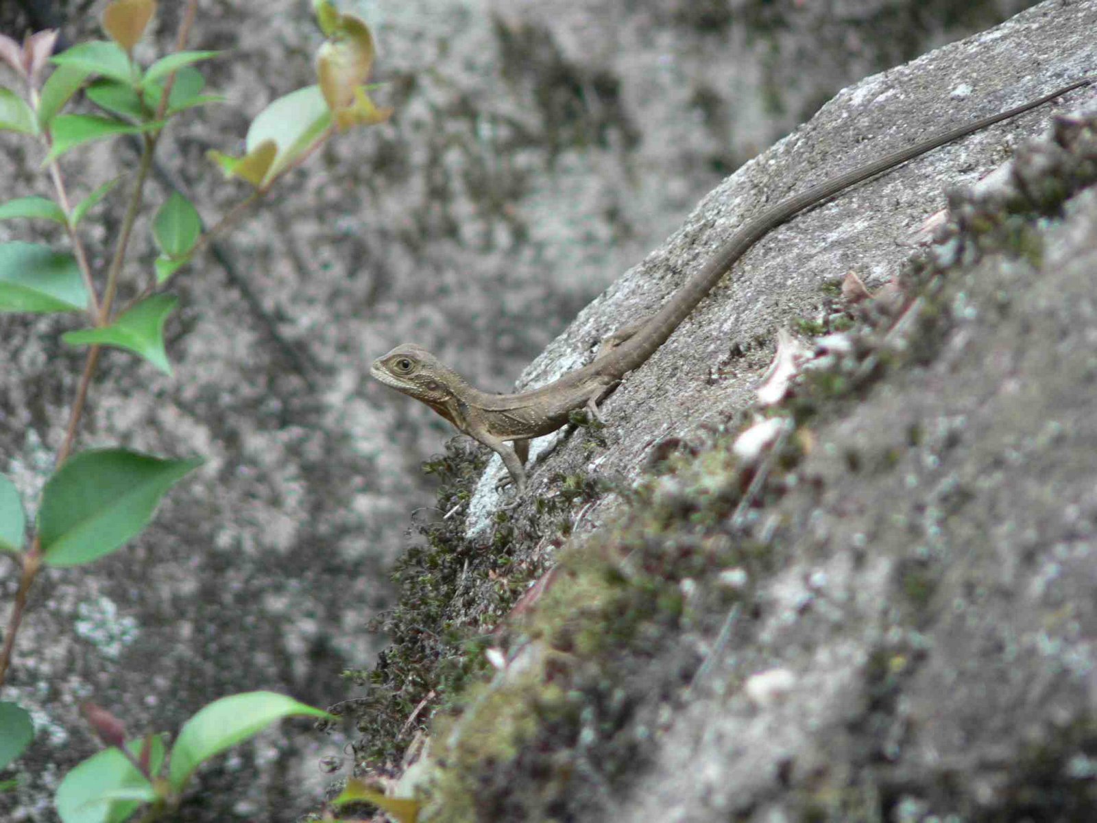 [lizard1.jpg]