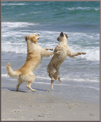 http://1.bp.blogspot.com/_O2gtq7i_Jl0/Sdeh7maBPUI/AAAAAAAAAwk/3s6a1LQC4SM/s400/dogs+on+a+beach+3.jpg