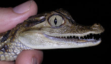 cria de caiman