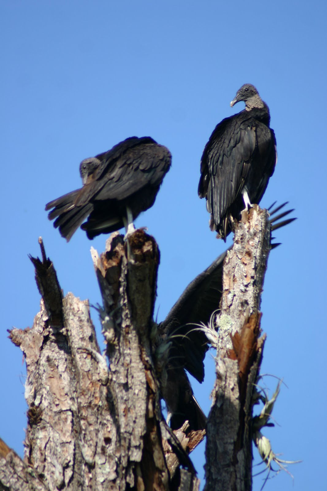 Black Vulture Nest