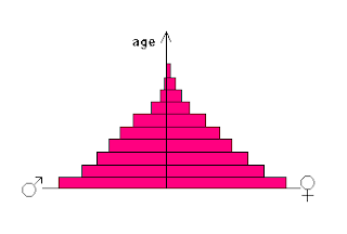 population pyramid