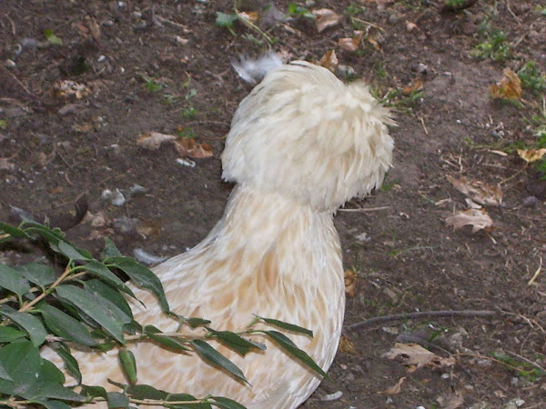 One of my Top Hat Chickens