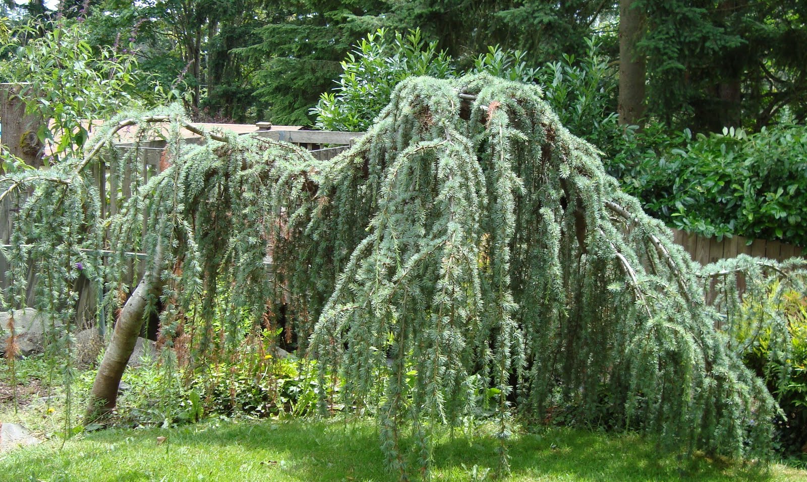 Plants Blog Granny Pine