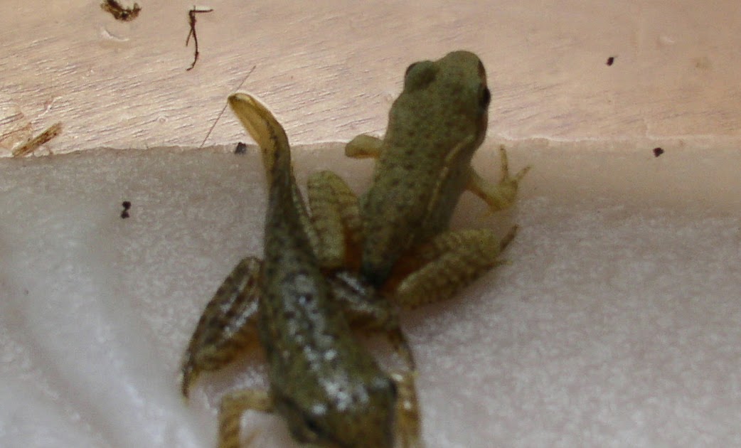 Natural Newton: Wood Frog Tadpoles Emerging