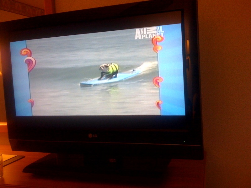 [surfing+dog]