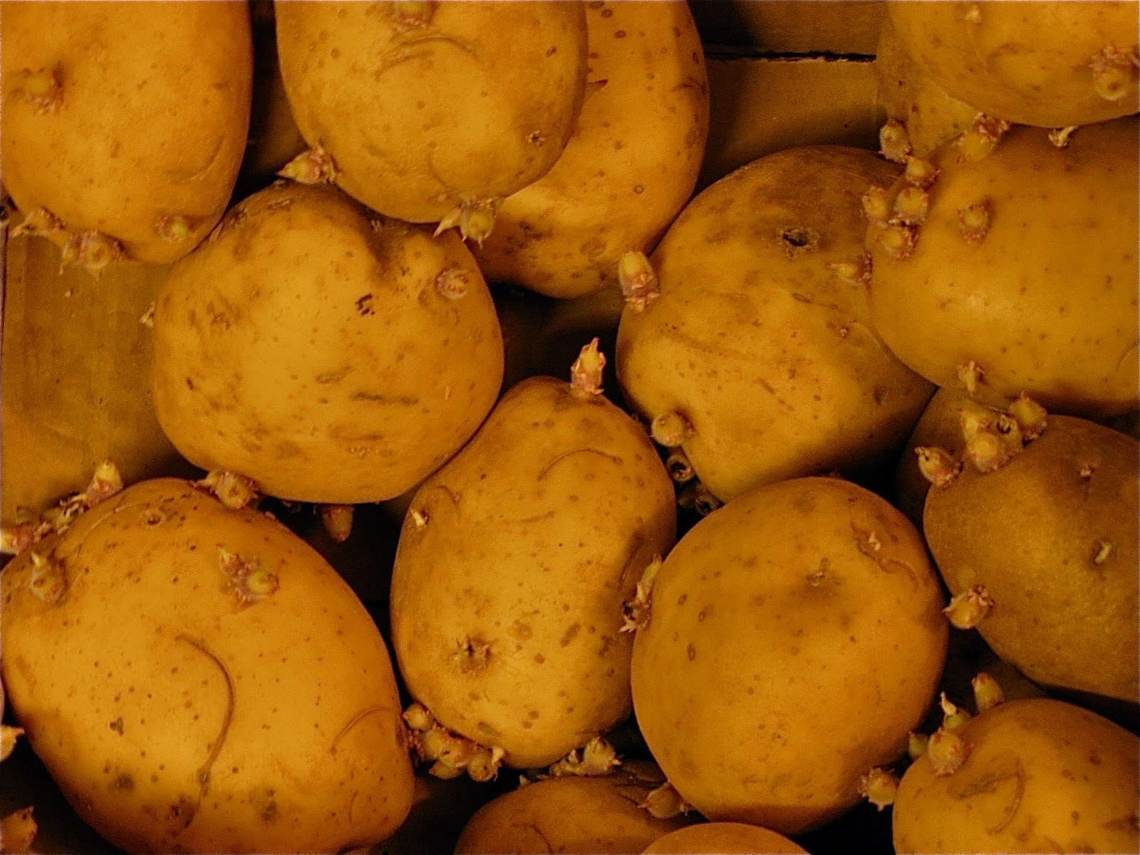 riddlelove How to Grow Potatoes. And a Confession.