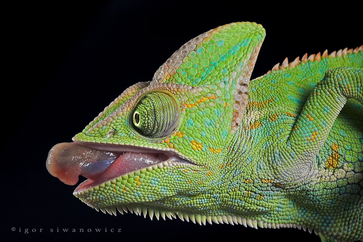 Curiosidades y fotos de animales Camaleón