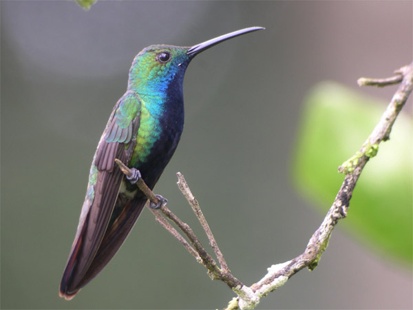 Animal Colibri