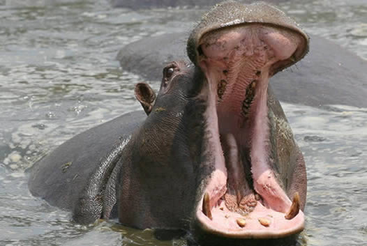 Achillobator VS 1 hipopotamo normal y 2  Hipopotamos pigmeo Hipopotamo_curiosoanimal.blogspot.com+(2)