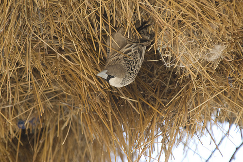 Curiosidades y fotos de animales Tejedor republicano