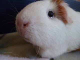 guinea omg creame