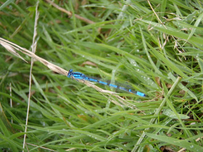 Dragonfly+tattoo+machine+ebay