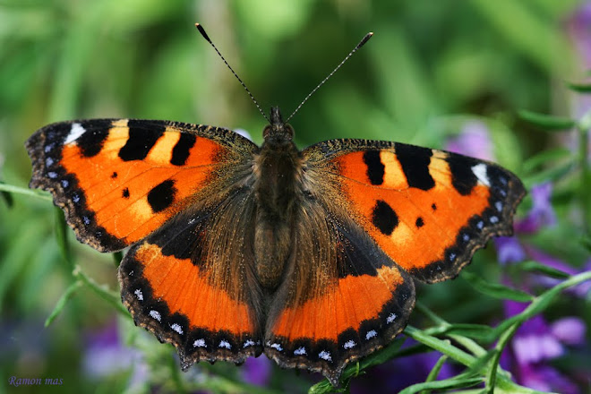 AGLAIS URTICAE