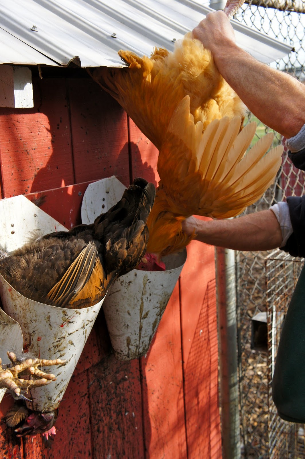 A MAN AND HIS MEAT Processing Chickens