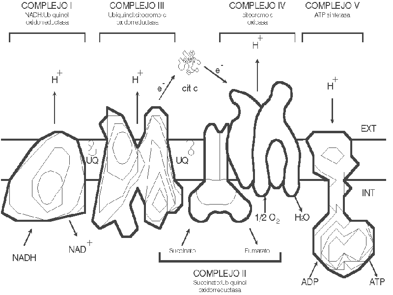 Biofísica Estructura y función de la cadena respiratoria