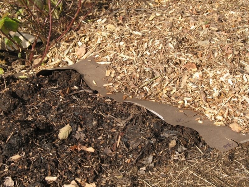 [MulchLayersInBBGarden_800.jpg]