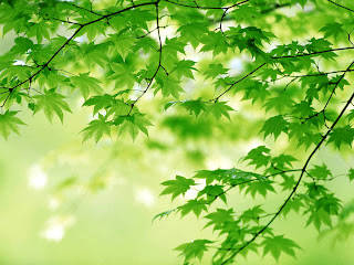 http://1.bp.blogspot.com/_OCkbLoANHtk/TAOiNdryvQI/AAAAAAAAADc/AolcUSbqehM/s320/green-leaves-344-2.jpg