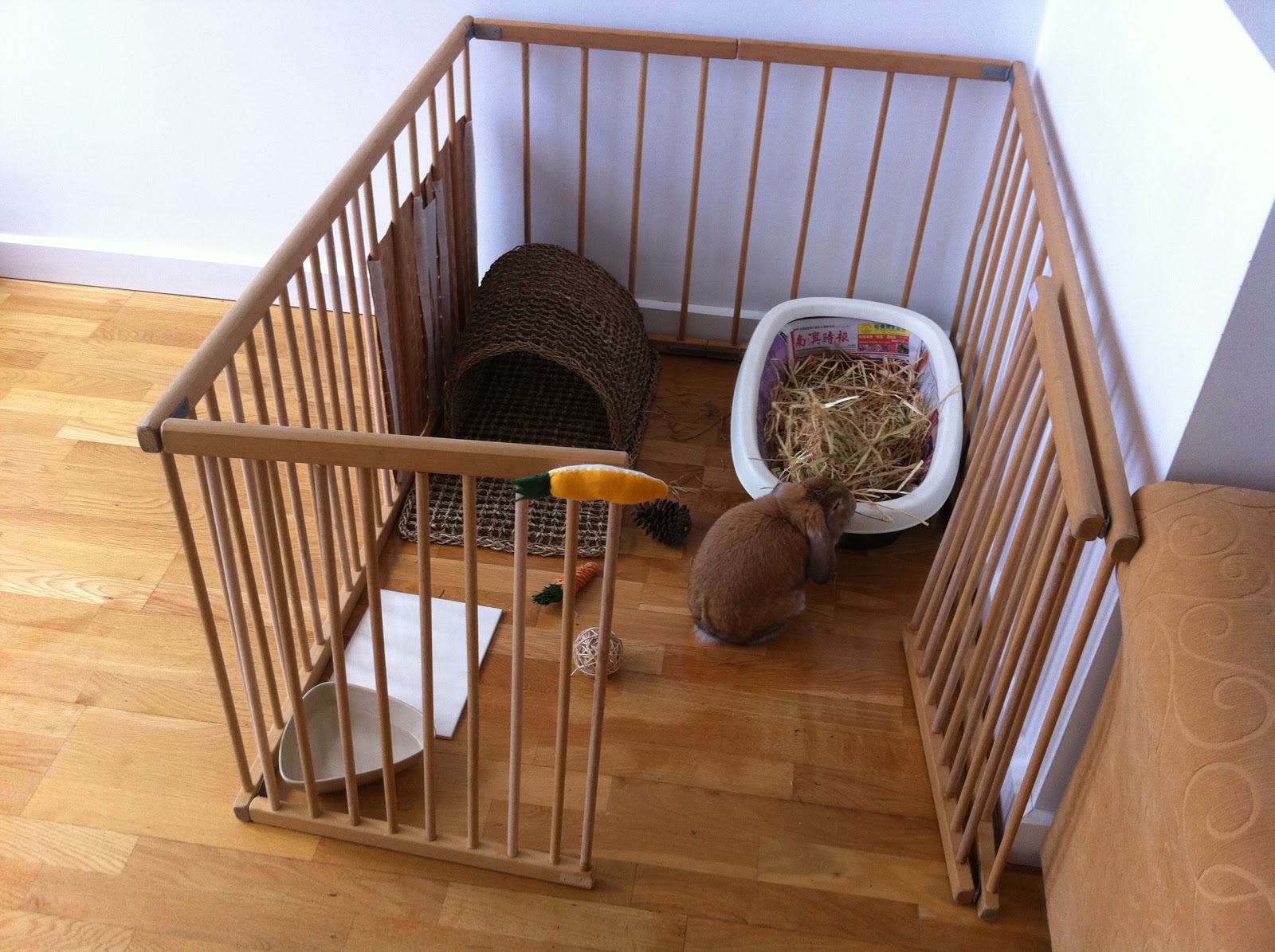 Rainbow Rabbit Hole Rabbit Care