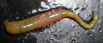 lugworm