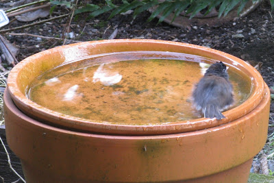 junco bath