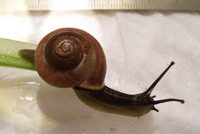 brown snail