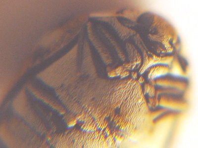 [carpet+beetle+03b.JPG]